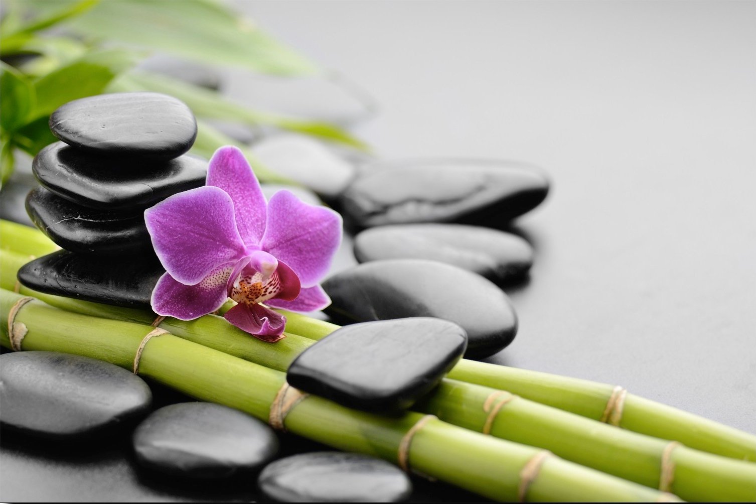 Atelier Zen – Feel Yourself